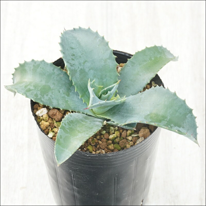 楽天市場】アガベ・シャウィー×ポタトラム「コロナ・デル・ディアブロ