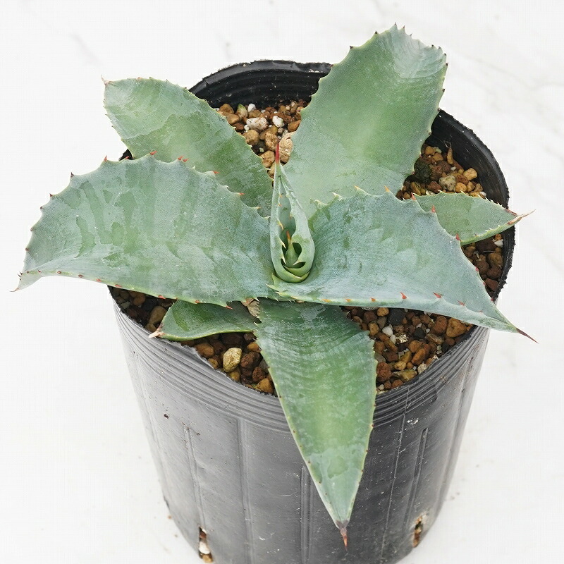 アガベ　エボリスピナ　ロング　陽炎　選抜コレクション❗️ アガベ エボリスピナ 陽炎超長棘 子株 No.12 2025年最新