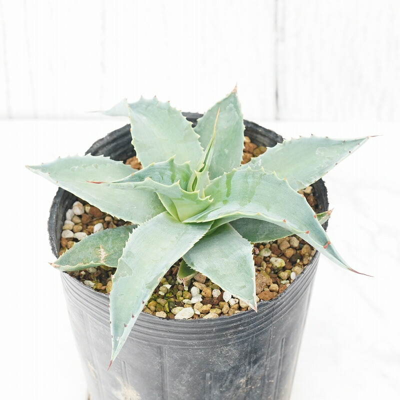 楽天市場】アガベ・シャウィー×ポタトラム「コロナ・デル・ディアブロ