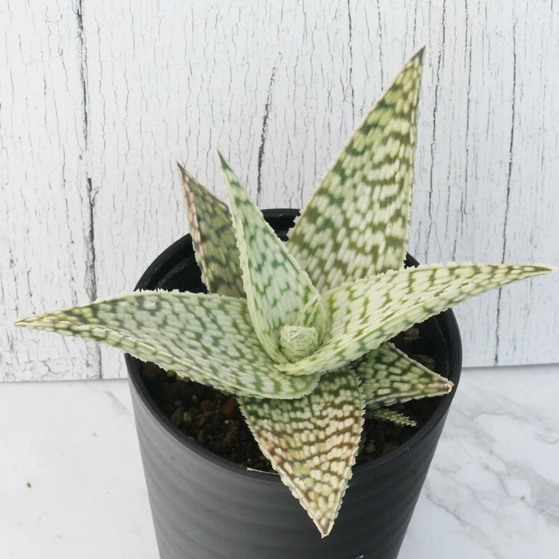 楽天市場】アロエ「ムーングロー」 ※ハイブリッドアロエ 4.5号鉢