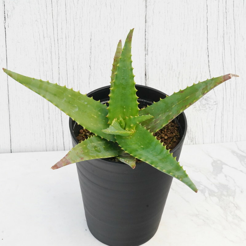 楽天市場】アロエ・トンガレンシス（メデューサ） 10号 プラスチック鉢