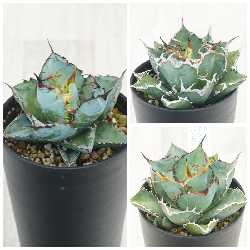 楽天市場】アガベ・チタノタ「豆豆龍（トトロ）」 3.5号鉢