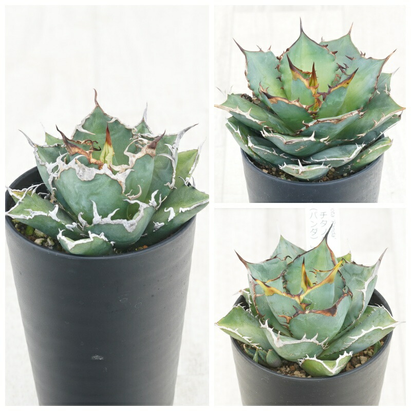 2131 SSSSS級 アガベ チタノタ 豆豆龍錦 白覆輪斑 強裏棘 表