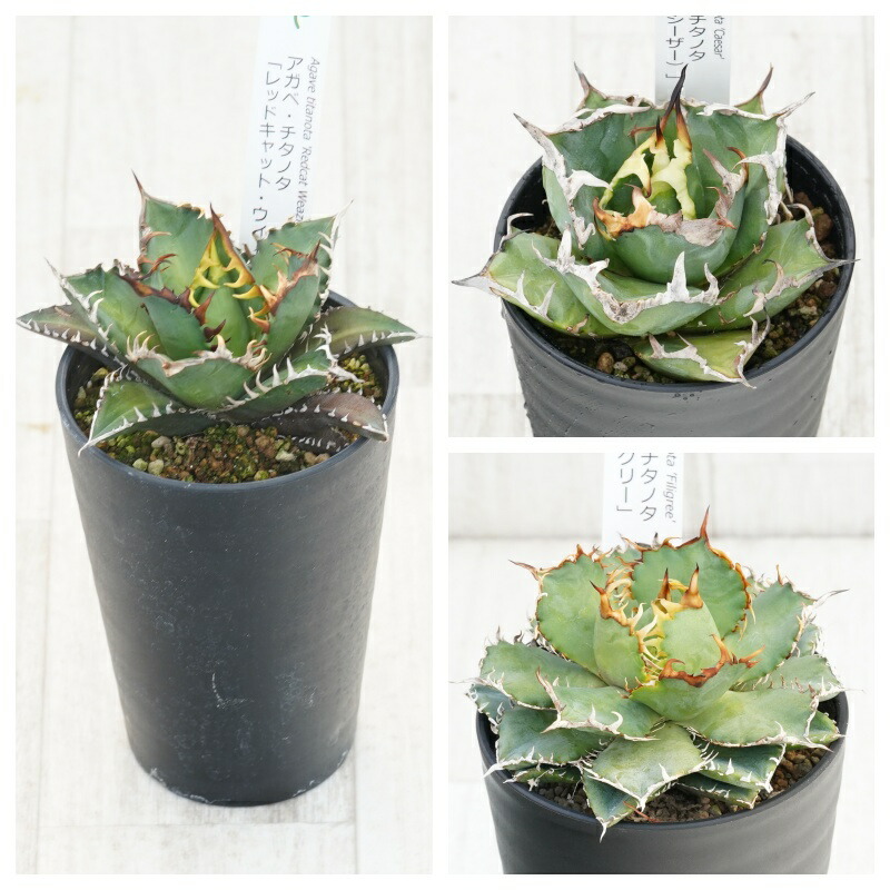 アガベ チタノタ銘品3種仕かける（赤猫・シーザー・フィリグリー）3.5号鉢 花・観葉植物-観葉植物-花・ガーデン・DIY