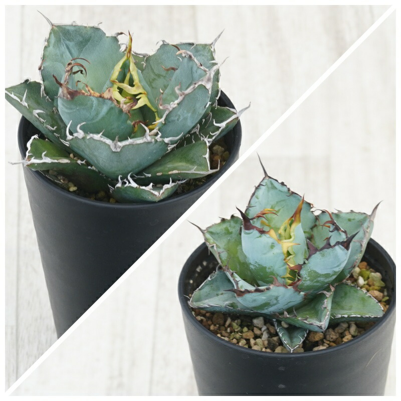 楽天市場】アガベ・チタノタ「ブラック＆ブルー」 子株付き株 3号