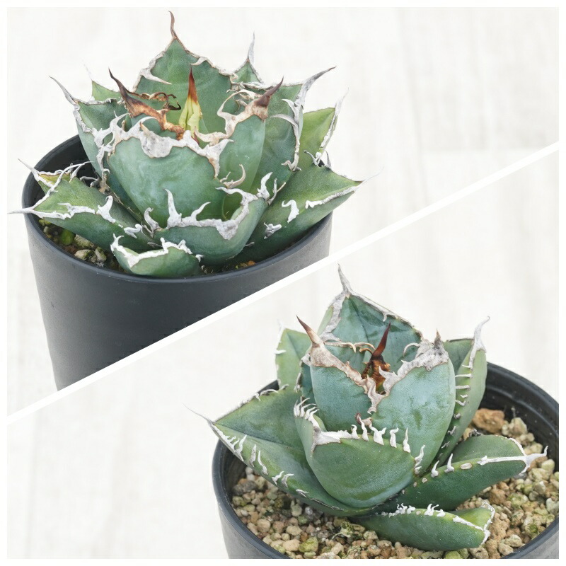 楽天市場】アガベ・チタノタ「黒犀牛（クロサイ）」 3.5号鉢 : 四国