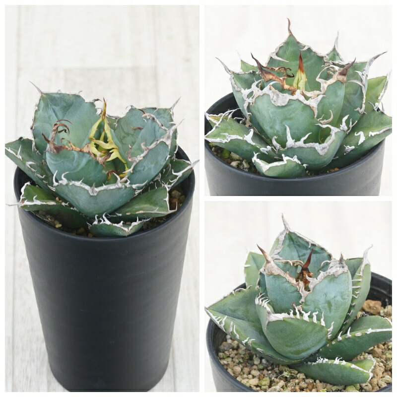 楽天市場】アガベ・チタノタ「凱撒（シーザー）」 3.5号鉢 : 四国