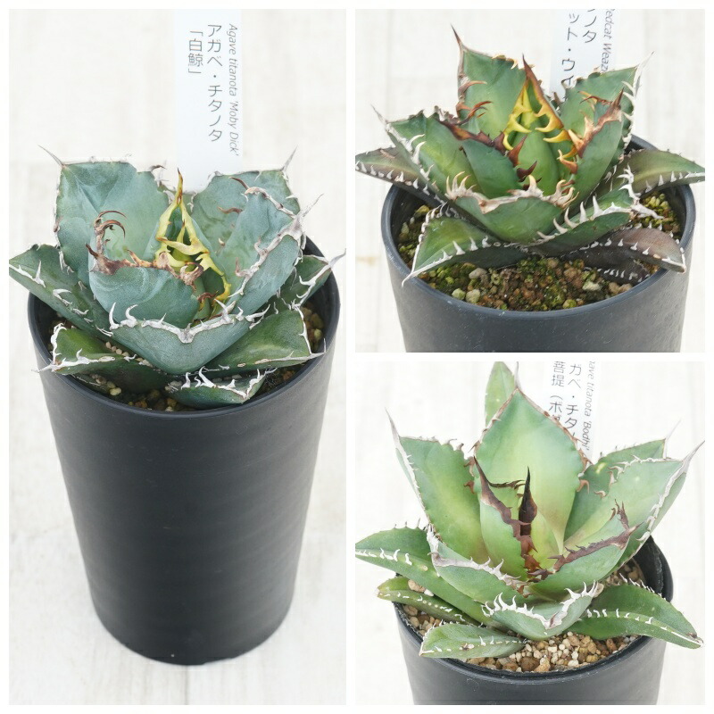 楽天市場】アガベ・チタノタ「豆豆龍（トトロ）」 3.5号鉢 : 四国