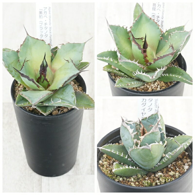 アガベ　チタノタ銘品3種セット（黒豹・シャークソード※菩提・南アフリカダイヤモンド）3.5号鉢
