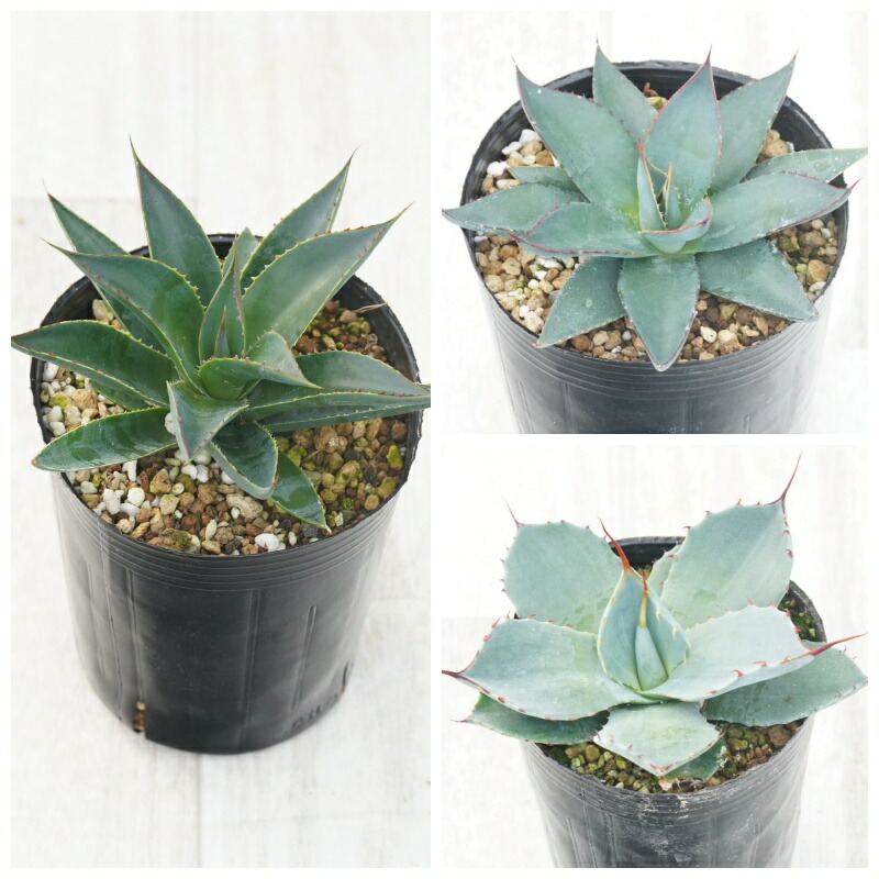 楽天市場】【特選】アガベ・パリー・トルンカータ ”ホワイトブルー丸葉