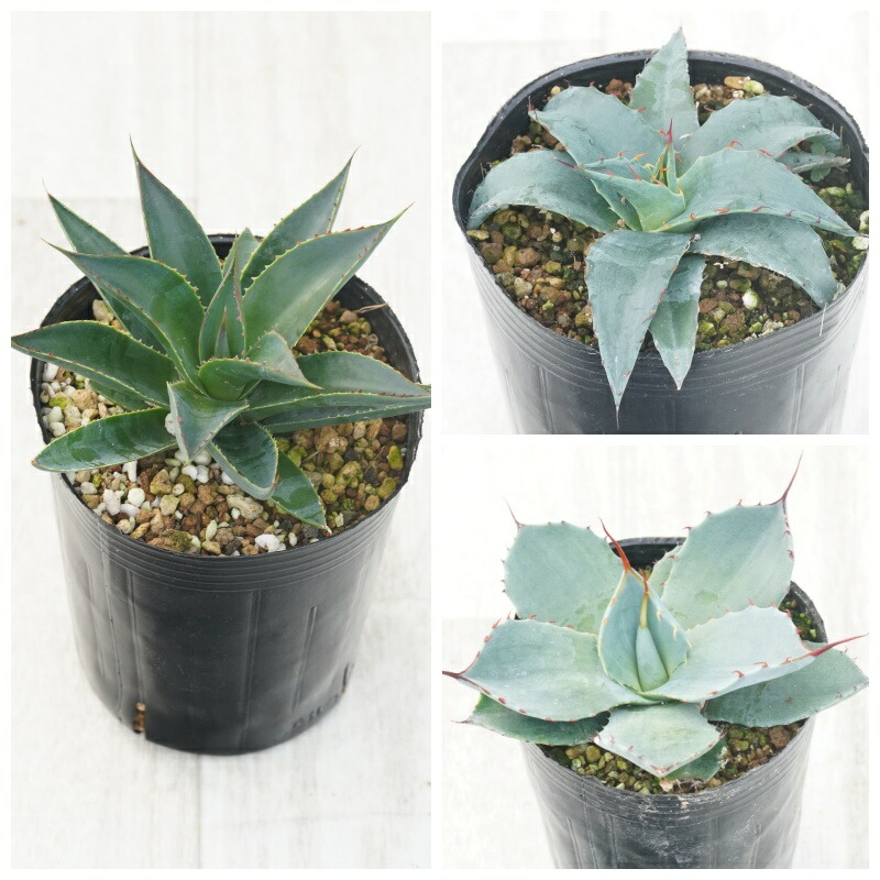 楽天市場】【選抜株】アガベ・パリー・トルンカータ ホワイトブルー 3