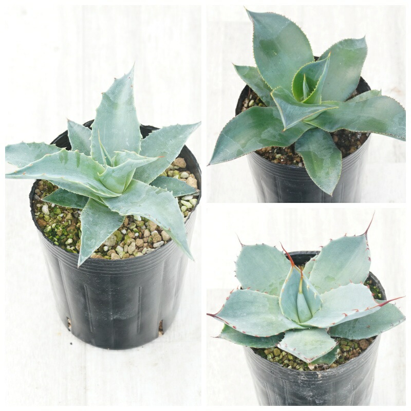 楽天市場】アガベ おまかせ5苗セット 2号ポット苗 : 苗木部 by 花