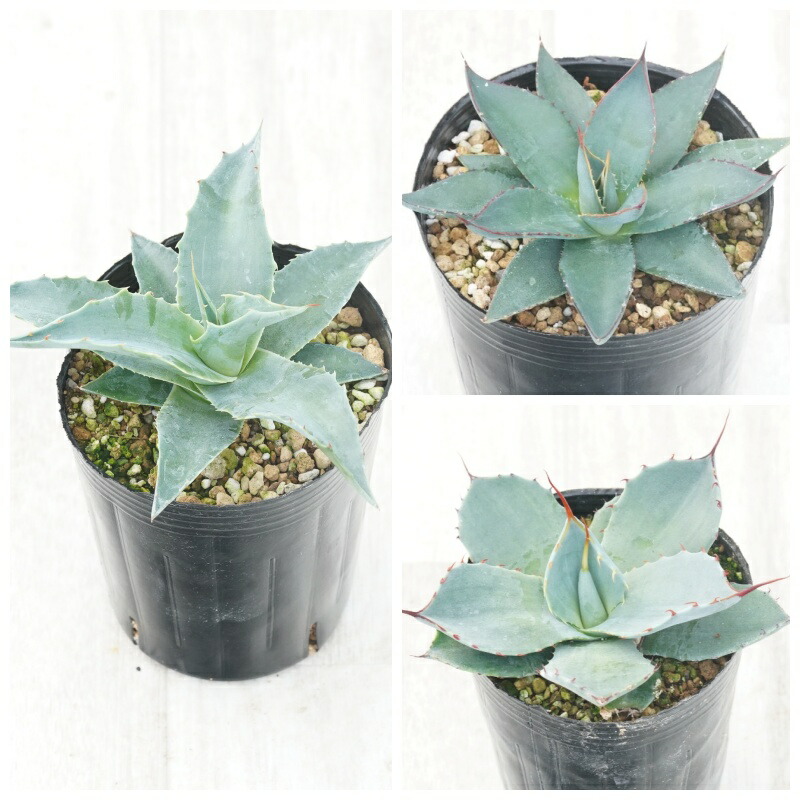 楽天市場】アガベ おまかせ5苗セット 2号ポット苗 : 苗木部 by 花