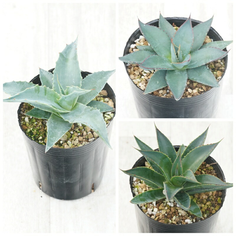 楽天市場】アガベ おまかせ5苗セット 2号ポット苗 : 苗木部 by 花