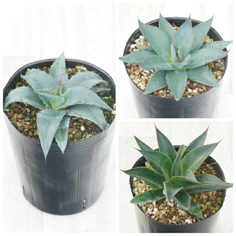 楽天市場】アガベ おまかせ3苗セット 2号ポット苗 : 苗木部 by 花