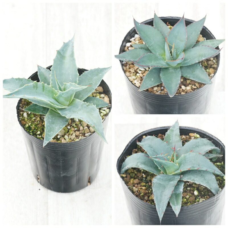 アガベ　9種9苗セット売り 楽天市場】アガベ おまかせ3苗セット 2号ポット苗 : 苗木部 by 花