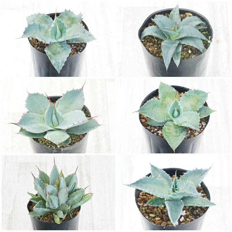 楽天市場】アガベ おまかせ3苗セット 2号ポット苗 : 苗木部 by 花