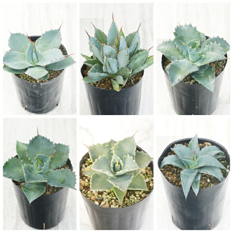 楽天市場】アガベ おまかせ5苗セット 2号ポット苗 : 苗木部 by 花