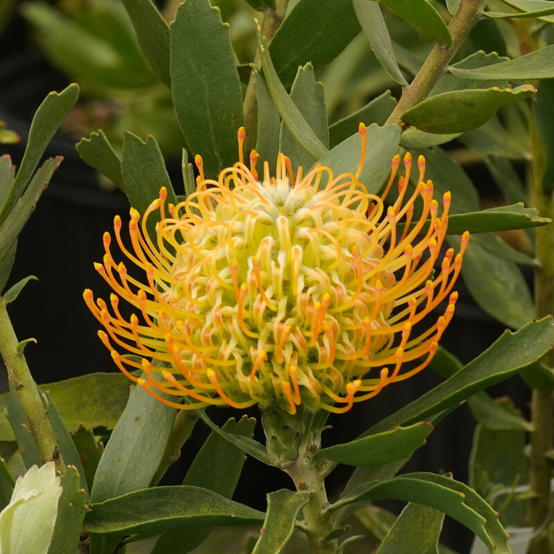 楽天市場】リューコスペルマム「ハイゴールド」 ブランチ仕立て 5号