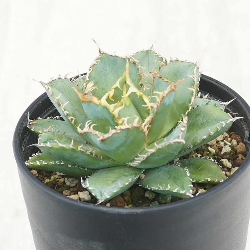 楽天市場】アガベ・チタノタ「ブラック＆ブルー」 子株付き株 3号