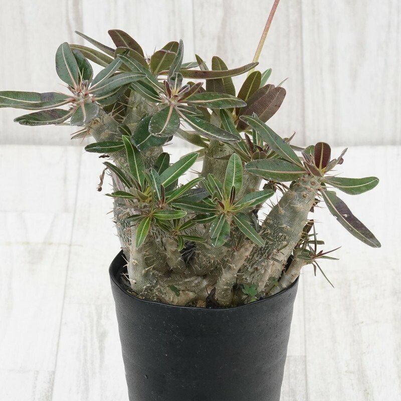 楽天市場】コーデックス：パキポディウム ミニ マカイエンセ 陶器鉢