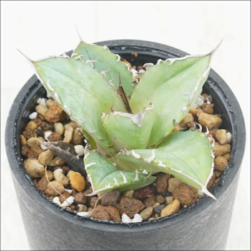 イベント等に　チタノタブルー　実生セット 実生選抜株】アガベ・チタノタ「ブルー」 ホワイトブルー 3号ロング