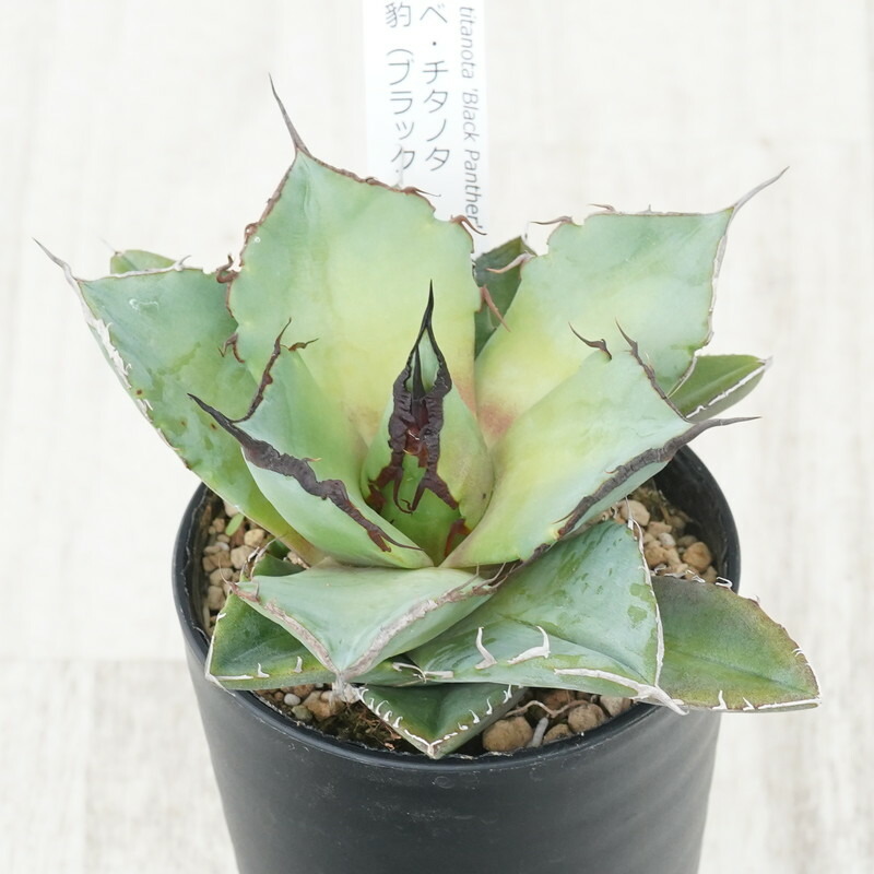 楽天市場】アガベ・チタノタ「ブラック＆ブルー」 子株付き株 3号