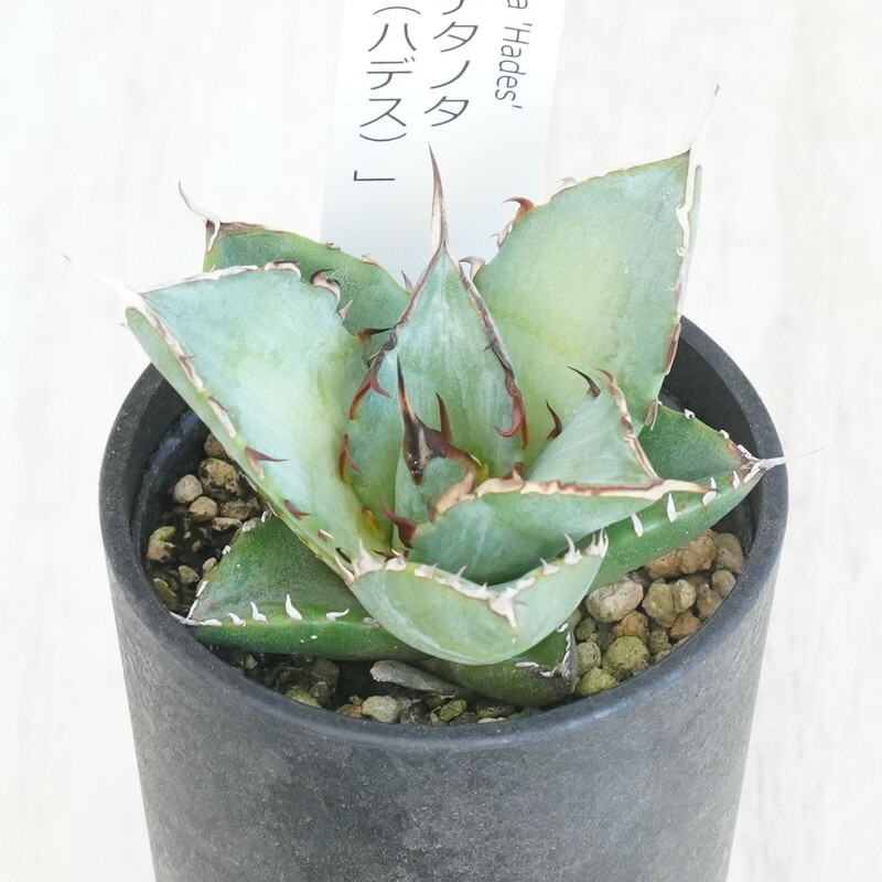 楽天市場】アガベ ホリダ ペロテンシス 3.5号サイズ 鉢植え 高い