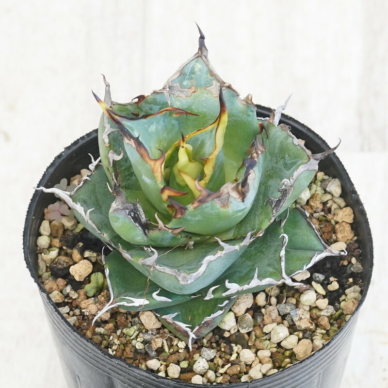 楽天市場】アガベ・シャウィー×ポタトラム「コロナ・デル