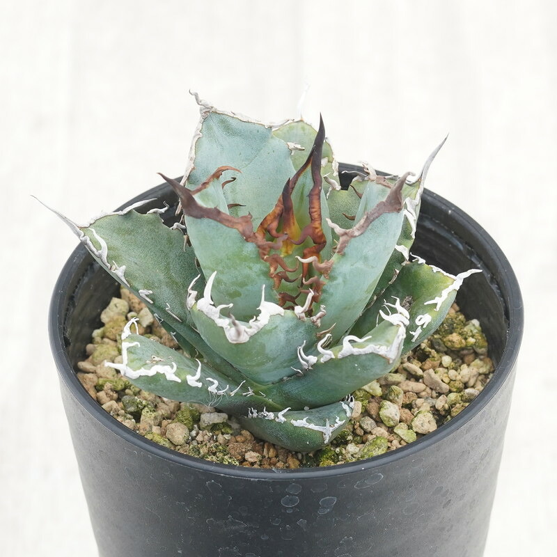 楽天市場】アガベ・チタノタ「龍牙（ドラゴン・トゥース）」 3.5