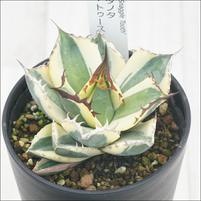 楽天市場】アガベ・シャウィー×ポタトラム「コロナ・デル・ディアブロ