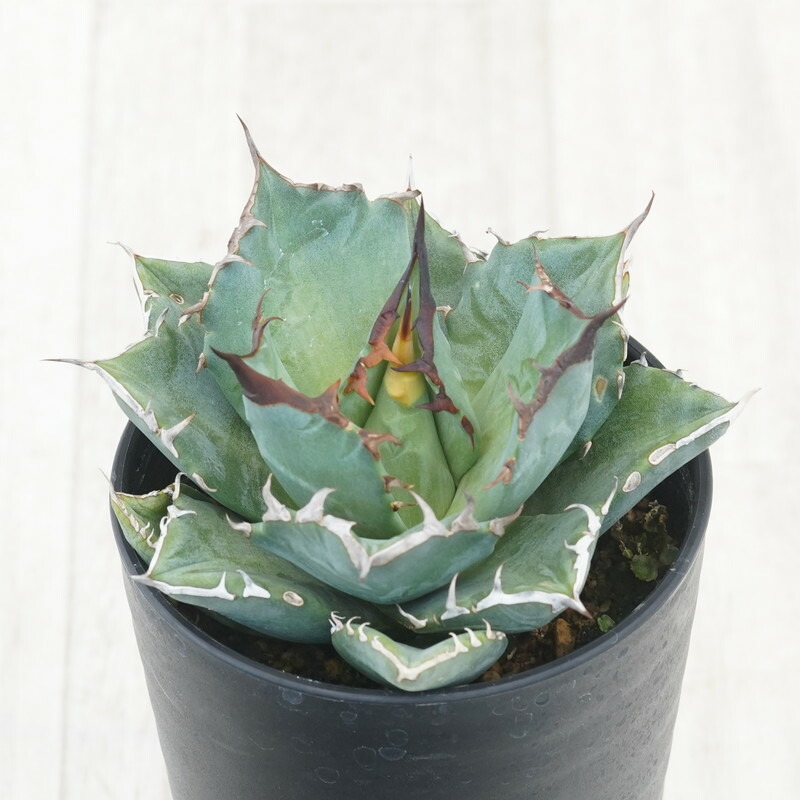 アガベ　チタノタ　オテロイ　豆豆龍　トトロ　ブツブツ　極上株　4 アガベ チタノタ オテロイ 豆豆龍 トトロ ブツブツ 極上株 4