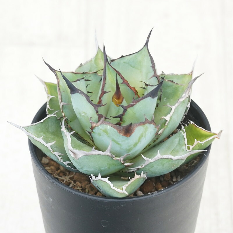 コロナデルディアブロ　鉢込み 楽天市場】アガベ・シャウィー×ポタトラム「コロナ・デル・ディアブロ