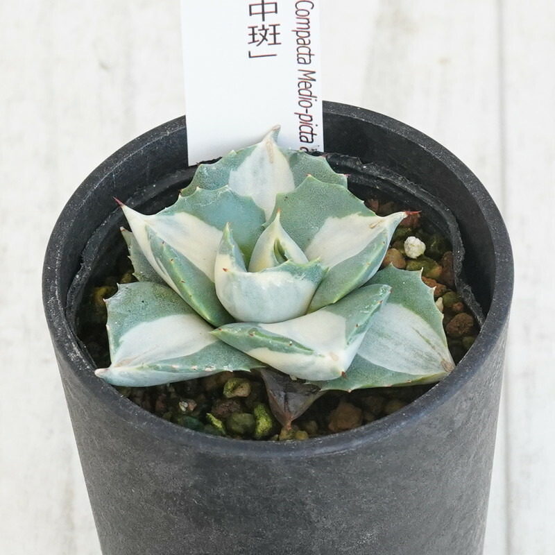 楽天市場】多肉植物 アガベ 王妃笹の雪 A型 7.5〜9cmポット苗