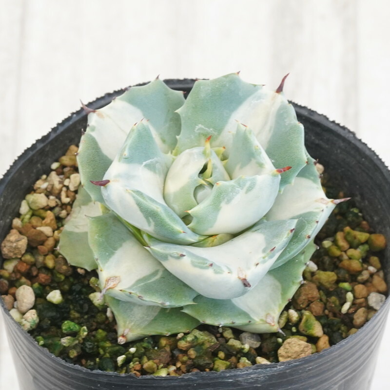 アガベ　シャウィ×ポタトラム　シャウポタ　 コロナデルディアブロ　ハイブリッド 楽天市場】アガベ・シャウィー×ポタトラム「コロナ・デル