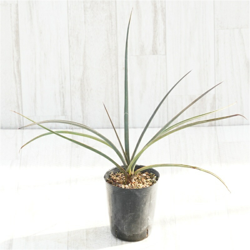 楽天市場】ユッカ（トンプソニアーナ） 4号 ポット苗 1鉢 ユッカトンプ