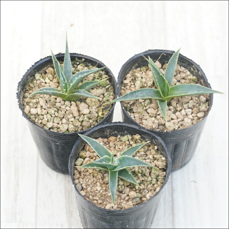 楽天市場】アガベ おまかせ5苗セット 2号ポット苗 : 苗木部 by 花