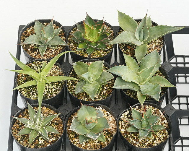 当店ポピュラリティーの アガベ 亜もと見計らい5種 5ポット一揃え ナンバーロングポット植え Nobhillmusic Com