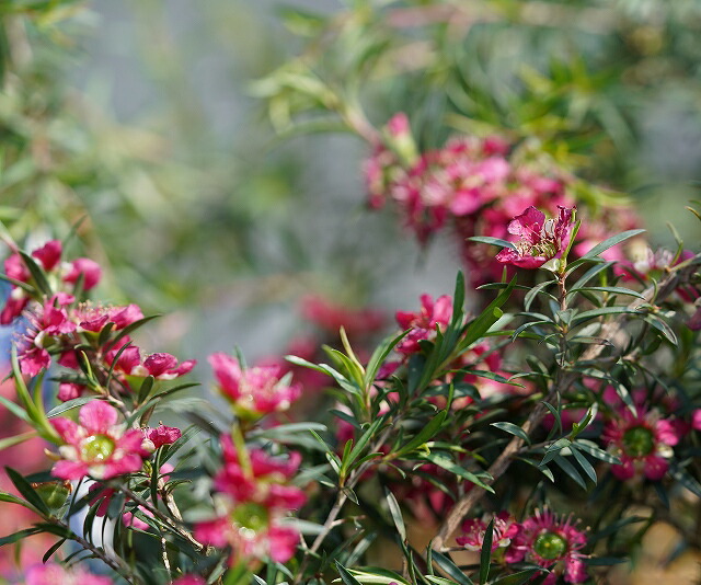 楽天市場 ギョリュウバイ アフロディーテ 6号ポット レプトスペルマム 四国ガーデン楽天市場支店