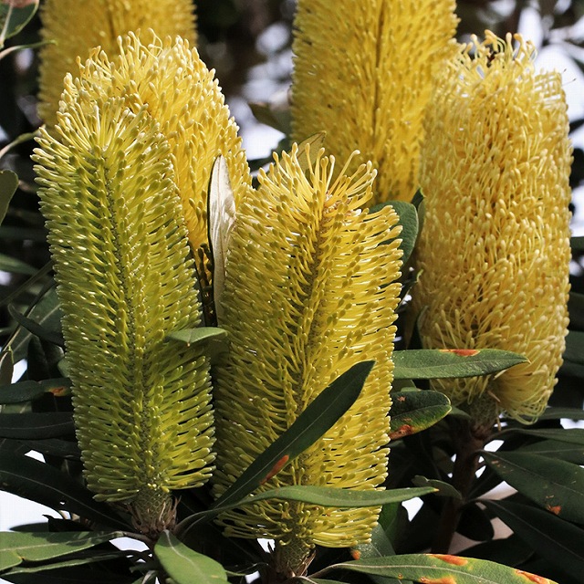 楽天市場】バンクシア・フォルモサ 3号ロングポット : 四国ガーデン