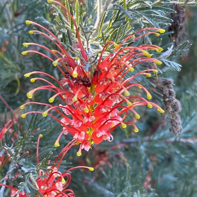 M1希少グレビレア ピンクサプライズ高さ85cmおまけ付き 楽天市場】グレビレア ピンクミゼット 9cm鉢 : アリスガーデン