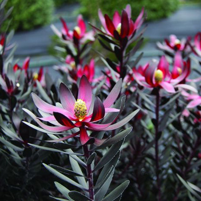 楽天市場】リューカデンドロン サファリマジック 5号鉢 Safari Magic