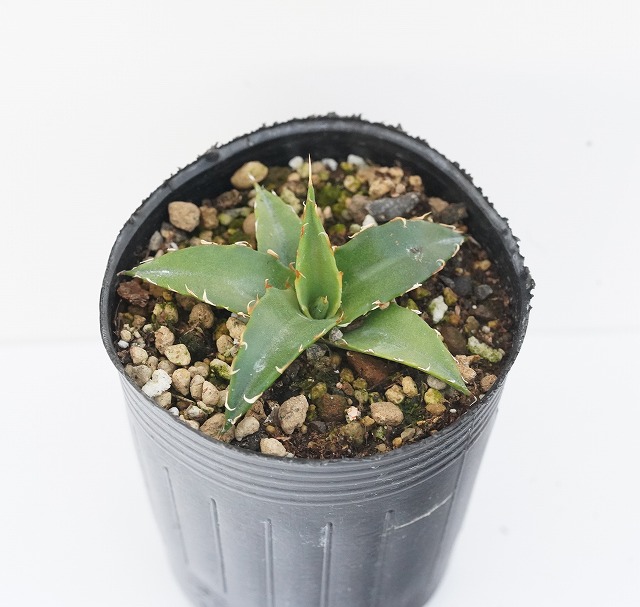 楽天市場 アガベ ユニビッタータ 2号ロングポット 四国ガーデン楽天市場支店