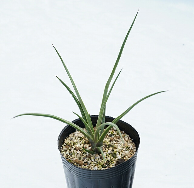 楽天市場 アガベ ストリクタ ルブラ 3号ロングポット 四国ガーデン楽天市場支店