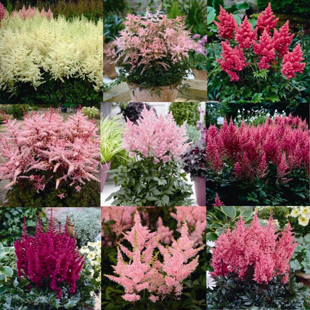 楽天市場 宿根草 アスチルベ品種名付き 5種5株 5号 15cm ポット 四国ガーデン楽天市場支店