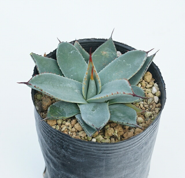 hide3様　鉢発送　寒冷地国内実生　アガベ　モンタナ　低重心　トランカータ④ モンタナ.屋根のない地植えではもう無理でした。 来年は完全