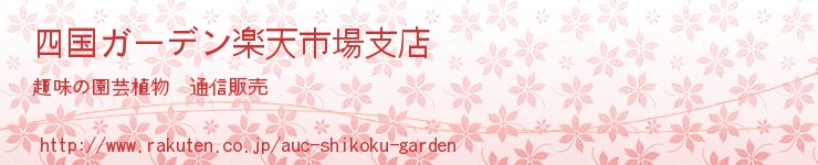 四国ガーデン楽天市場支店:宿根草・山野草・果樹苗など趣味の園芸植物を扱うお店です。