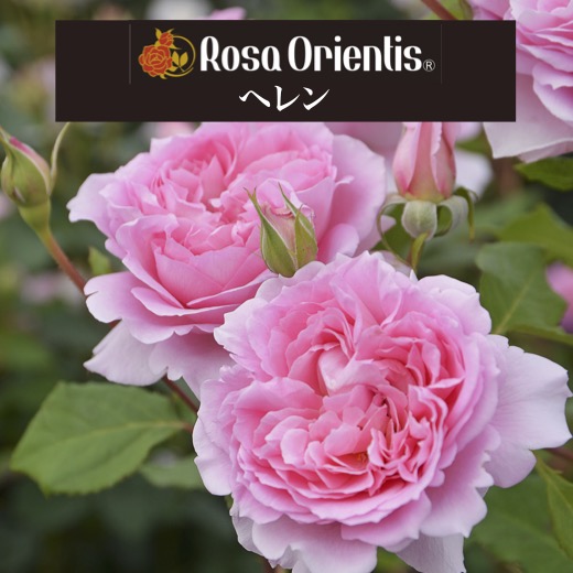 楽天市場】送料無料【ヘレン 6号鉢大苗予約】鉢植え バラ 薔薇