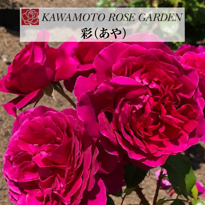 赤本　まとめ売り　バラ可 Xross Starts クロスタ (バラ売り可) - メルカリ