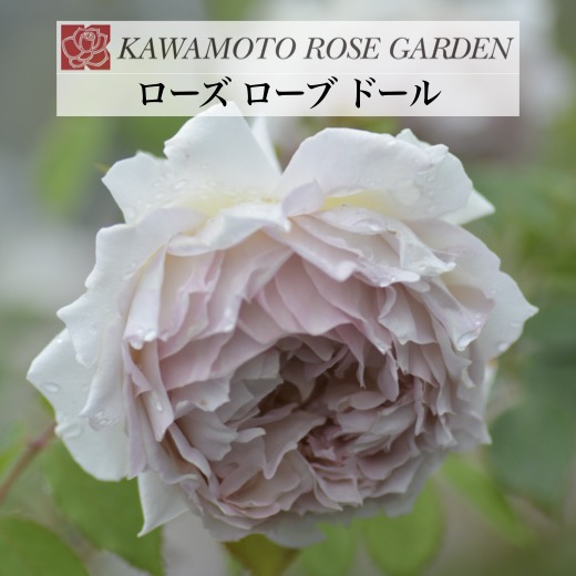 コネシマ まとめ売り バラ売り可 コネシマ まとめ売り バラ売り可